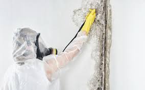 Best Mold Damage Restoration in Air Force Academy, CO